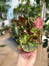 Kép betöltése a galériamegjelenítőbe: Begonia "Cleopatrae" 6cm