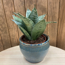 Kép betöltése a galériamegjelenítőbe: Sansevieria trif. "Silver star" - Anyósnyelv - Tropical Home