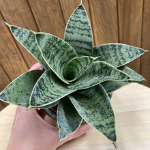 Kép betöltése a galériamegjelenítőbe: Sansevieria trif. "Silver star" - Anyósnyelv - Tropical Home