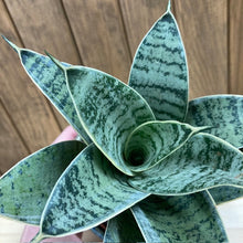 Kép betöltése a galériamegjelenítőbe: Sansevieria trif. "Silver star" - Anyósnyelv - Tropical Home