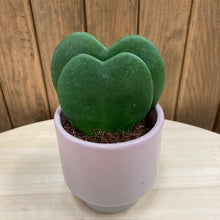 Kép betöltése a galériamegjelenítőbe: Hoya kerrii - Dupla - Tropical Home