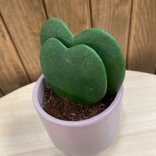 Kép betöltése a galériamegjelenítőbe: Hoya kerrii - Dupla - Tropical Home