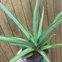 Kép betöltése a galériamegjelenítőbe: Sansevieria cylindrica "Silver Syreni" - Anyósnyelv - Tropical Home