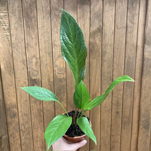 Kép betöltése a galériamegjelenítőbe: Anthurium jenmanii - Tropical Home