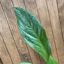 Kép betöltése a galériamegjelenítőbe: Anthurium jenmanii - Tropical Home