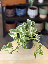 Kép betöltése a galériamegjelenítőbe: Epipremnum aureum 'Njoy' - 'Njoy' szobafutóka - Tropical Home