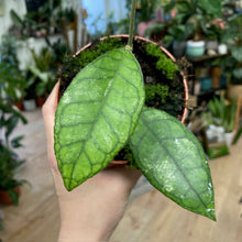 Kép betöltése a galériamegjelenítőbe: Hoya finlaysonii "Sarawak" - Tropical Home