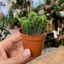 Kép betöltése a galériamegjelenítőbe: Echinocereus viereckii subs. morricalii - Tropical Home