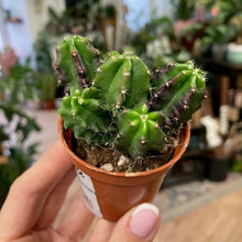 Kép betöltése a galériamegjelenítőbe: Echinocereus viereckii subs. morricalii - Tropical Home