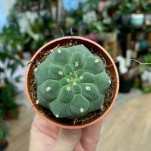 Kép betöltése a galériamegjelenítőbe: Matucana madisoniorum - Tropical Home