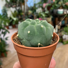 Kép betöltése a galériamegjelenítőbe: Matucana madisoniorum - Tropical Home