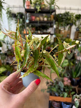 Kép betöltése a galériamegjelenítőbe: Begonia amphioxus - Tropical Home