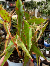Kép betöltése a galériamegjelenítőbe: Begonia amphioxus - Tropical Home