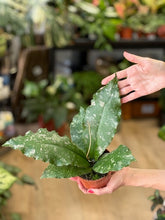 Kép betöltése a galériamegjelenítőbe: Hoya undulata splash 1. - Tropical Home