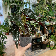 Kép betöltése a galériamegjelenítőbe: Begonia "Black forest" - Tropical Home