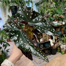 Kép betöltése a galériamegjelenítőbe: Begonia "Black forest" - Tropical Home