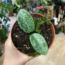 Kép betöltése a galériamegjelenítőbe: Hoya carnosa "Grey ghost" - Tropical Home