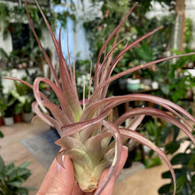 Kép betöltése a galériamegjelenítőbe: Tillandsia multiflora red - Air plant - Tropical Home