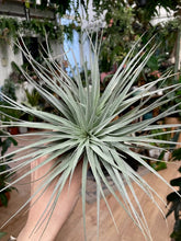 Kép betöltése a galériamegjelenítőbe: Tillandsia super silver - Tropical Home