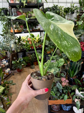 Kép betöltése a galériamegjelenítőbe: Monstera deliciosa “Thai constellation" - Tropical Home