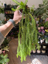 Kép betöltése a galériamegjelenítőbe: Huperzia squarrosa (Lycopodium squarrosum)
