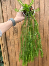 Kép betöltése a galériamegjelenítőbe: Huperzia squarrosa (Lycopodium squarrosum)
