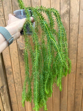 Kép betöltése a galériamegjelenítőbe: Huperzia squarrosa (Lycopodium squarrosum)