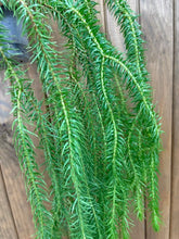 Kép betöltése a galériamegjelenítőbe: Huperzia squarrosa (Lycopodium squarrosum)