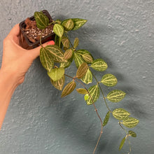 Kép betöltése a galériamegjelenítőbe: Dischidia ovata - Dischidia "Watermelon" - Tropical Home