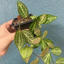 Kép betöltése a galériamegjelenítőbe: Dischidia ovata - Dischidia "Watermelon" - Tropical Home