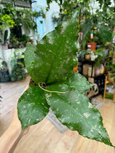 Kép betöltése a galériamegjelenítőbe: Hoya undulata splash 1. - Tropical Home