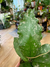 Kép betöltése a galériamegjelenítőbe: Hoya undulata splash 1. - Tropical Home