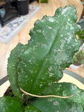 Kép betöltése a galériamegjelenítőbe: Hoya undulata splash 1. - Tropical Home
