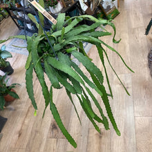 Kép betöltése a galériamegjelenítőbe: Rhipsalis monacantha - Tropical Home