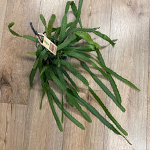 Kép betöltése a galériamegjelenítőbe: Rhipsalis monacantha - Tropical Home