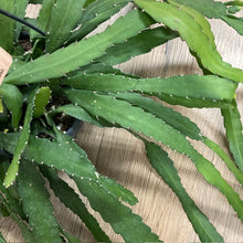Kép betöltése a galériamegjelenítőbe: Rhipsalis monacantha - Tropical Home