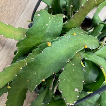 Kép betöltése a galériamegjelenítőbe: Rhipsalis monacantha - Tropical Home