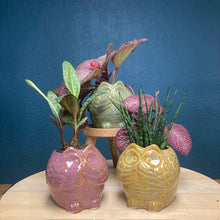 Kép betöltése a galériamegjelenítőbe: _Mini kaspó "Bagoly" - 3 színben - Tropical Home