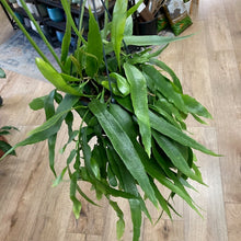 Kép betöltése a galériamegjelenítőbe: Epiphyllum pumilum - Tropical Home