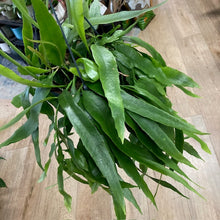 Kép betöltése a galériamegjelenítőbe: Epiphyllum pumilum - Tropical Home