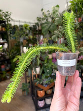 Kép betöltése a galériamegjelenítőbe: Huperzia squarrosa (Lycopodium squarrosum)