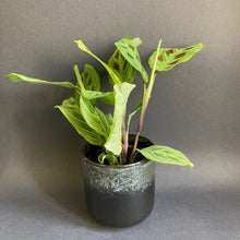 Kép betöltése a galériamegjelenítőbe: Maranta "Light veins" - Nyílgyökér - Prayer plant - Tropical Home