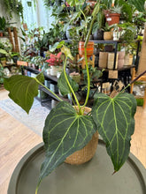 Kép betöltése a galériamegjelenítőbe: Anthurium "Delta force" 2. 17cm cserépátmérő - Tropical Home