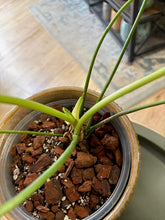 Kép betöltése a galériamegjelenítőbe: Anthurium "Delta force" 2. 17cm cserépátmérő - Tropical Home