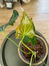 Kép betöltése a galériamegjelenítőbe: Anthurium "Delta force" 2. 17cm cserépátmérő - Tropical Home