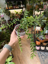 Kép betöltése a galériamegjelenítőbe: Hoya engleriana 10cm - Viaszvirág