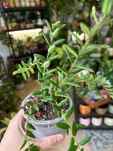 Kép betöltése a galériamegjelenítőbe: Hoya engleriana 10cm - Viaszvirág