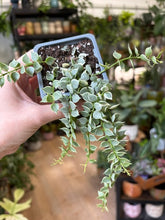 Kép betöltése a galériamegjelenítőbe: Dischidia ruscifolia "Million hearts" variegata 8cm