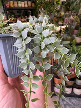 Kép betöltése a galériamegjelenítőbe: Dischidia ruscifolia "Million hearts" variegata 8cm