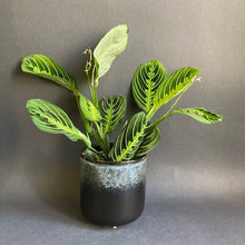 Kép betöltése a galériamegjelenítőbe: Maranta "Lemon lime" - Nyílgyökér - Prayer plant - Tropical Home